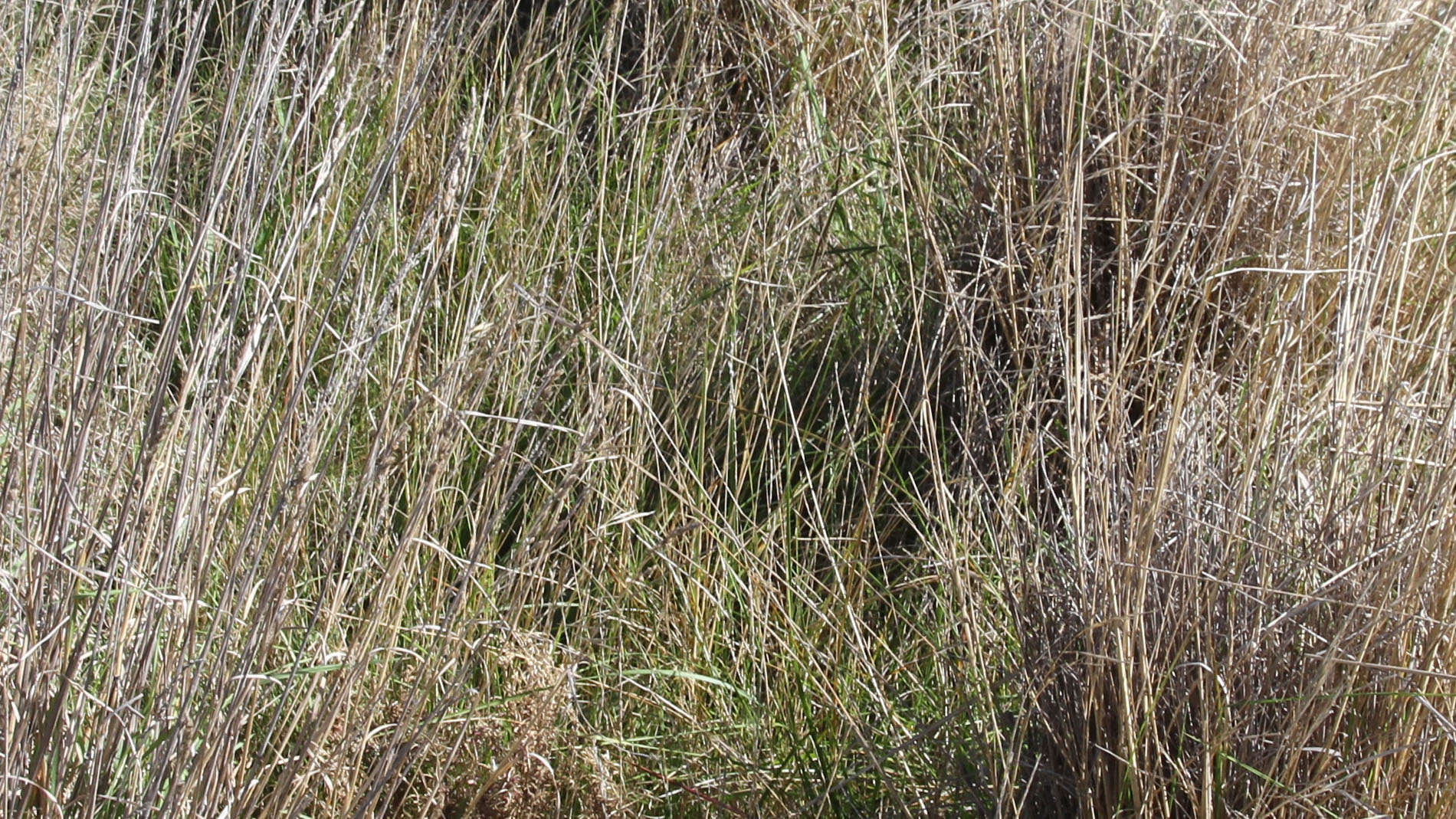 Image - fine stemmed needlegrass banner