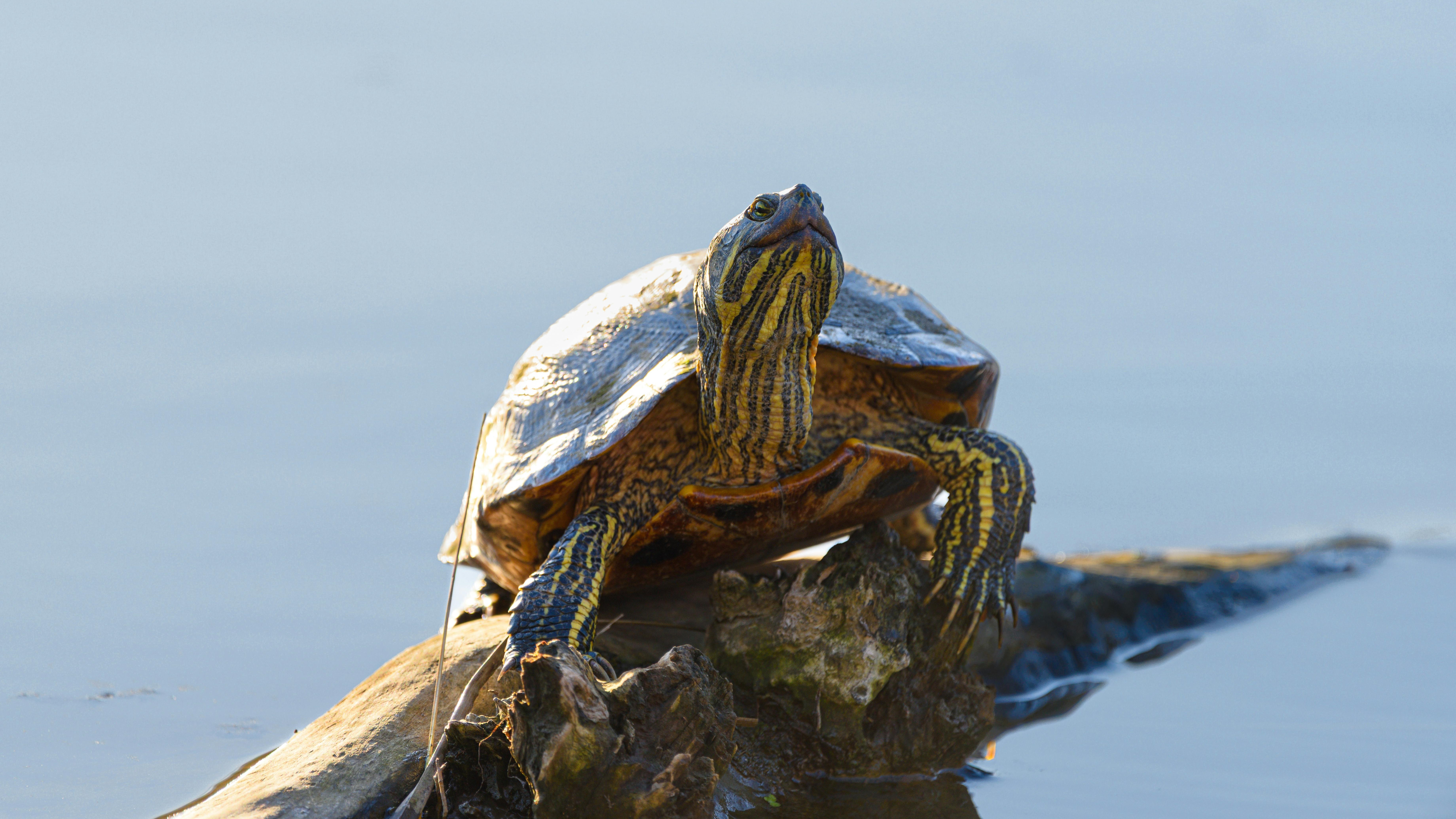 Red eared slider turtle sunbathing on a log