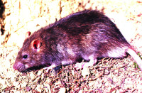 Image of a rat