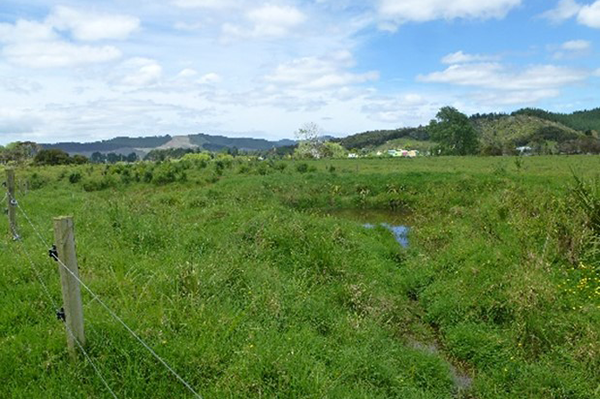 Sediment trap and riparian planting