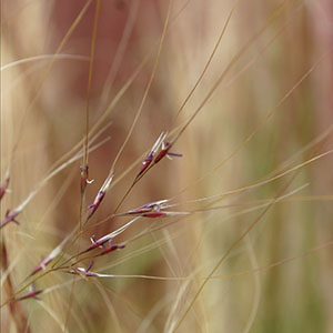 Image -  fine stemmed Nassella tenuissima seeds