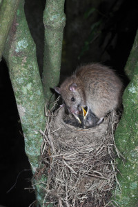 Image of a ship rat