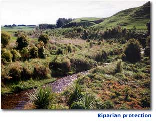 Image of riparian protection