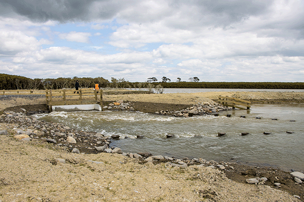 The tidal control structure at work, with the Piako River in the background.