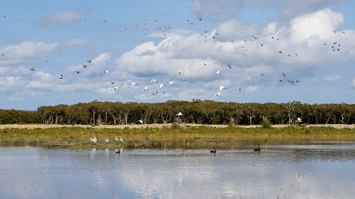 Photo of wetland habitat