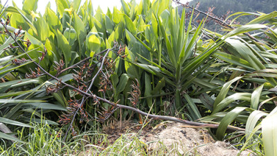 Image of a yukka plant