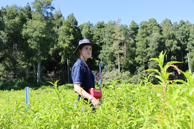 Image: A remnant of kahikatea trees make up part of the wetland area of a monitoring site located in Waihou.