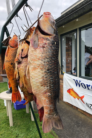 Koi carp on display 