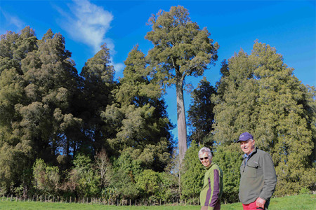 One Kahikatea tree stands out from the rest, reaching 60 metres in height.