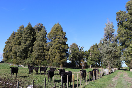 Both Kahikatea stands are fenced off from stock, enabling young plants to regenerate.  