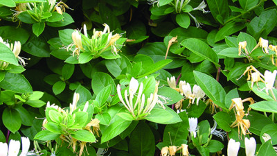 Image of a japanese honeysuckle plant