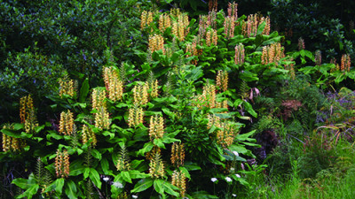 Image of a wild ginger plant