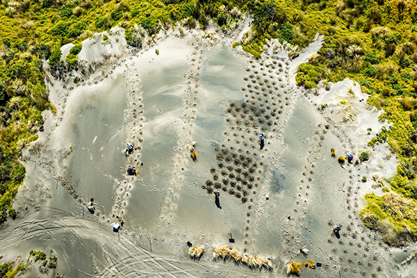 The Port Waikato Beachcare team, local students and community have been planting like mad to strengthen dune blowouts. 