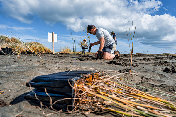 Native foredune plants pīngao and kōwhangatara are crucial for a strong dune system.