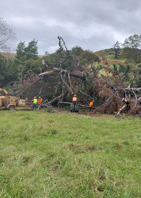 Image of people cutting down a fallen tree