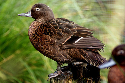 Brown teal duck