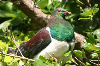 Kererū perched in a tree in the sun