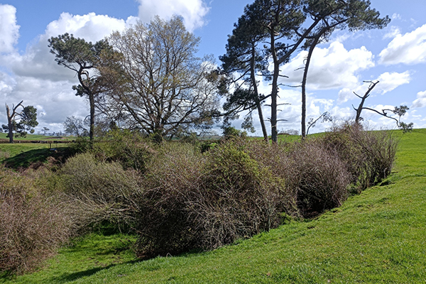 This shows a section of the Tukatāpere Stream before pest plant control