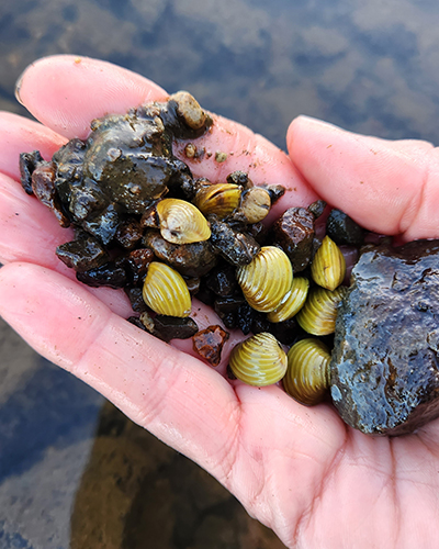 Handful of gold clams and sediment found in the river