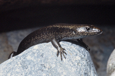 Close up image of a skink on a rock