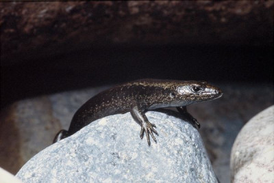 Protected skink on a rock