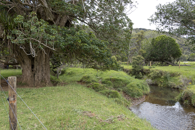 One of the Puriri stands now prtected from stock with fencing