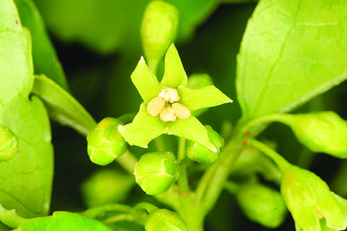 Climbing spindleberry