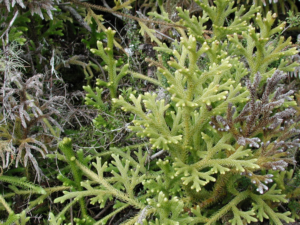 Lycopodium cernuum (arching clubmoss)