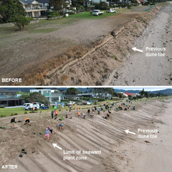 StoryHub Dune restoration - Before and after planting