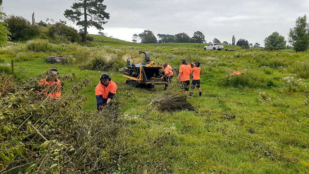 December 2020: Ngāti Hinerangi contractors feed the mammoth chipper with woody pest plants.