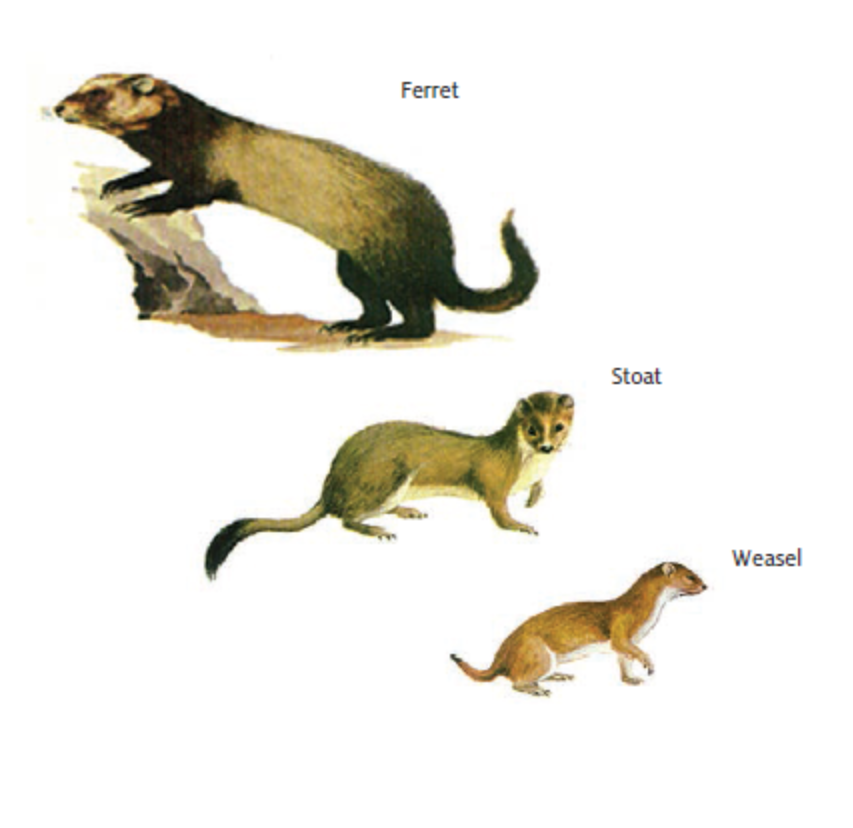 weasel vs ferret vs mink