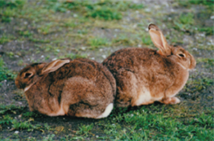 Image - rabbits (Photo: Hawkes Bay Regional Council)