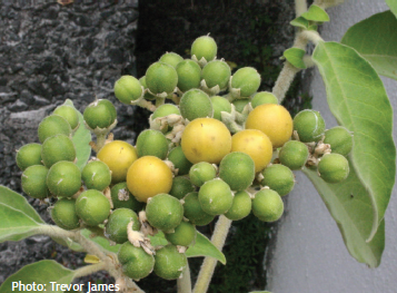 Woolly nightshade