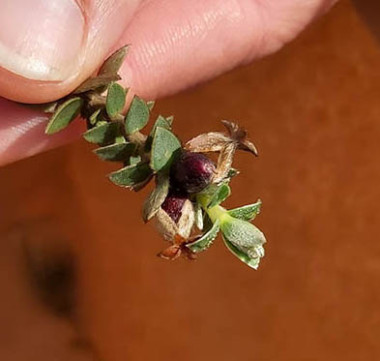 Picture of sand daphne cuttings