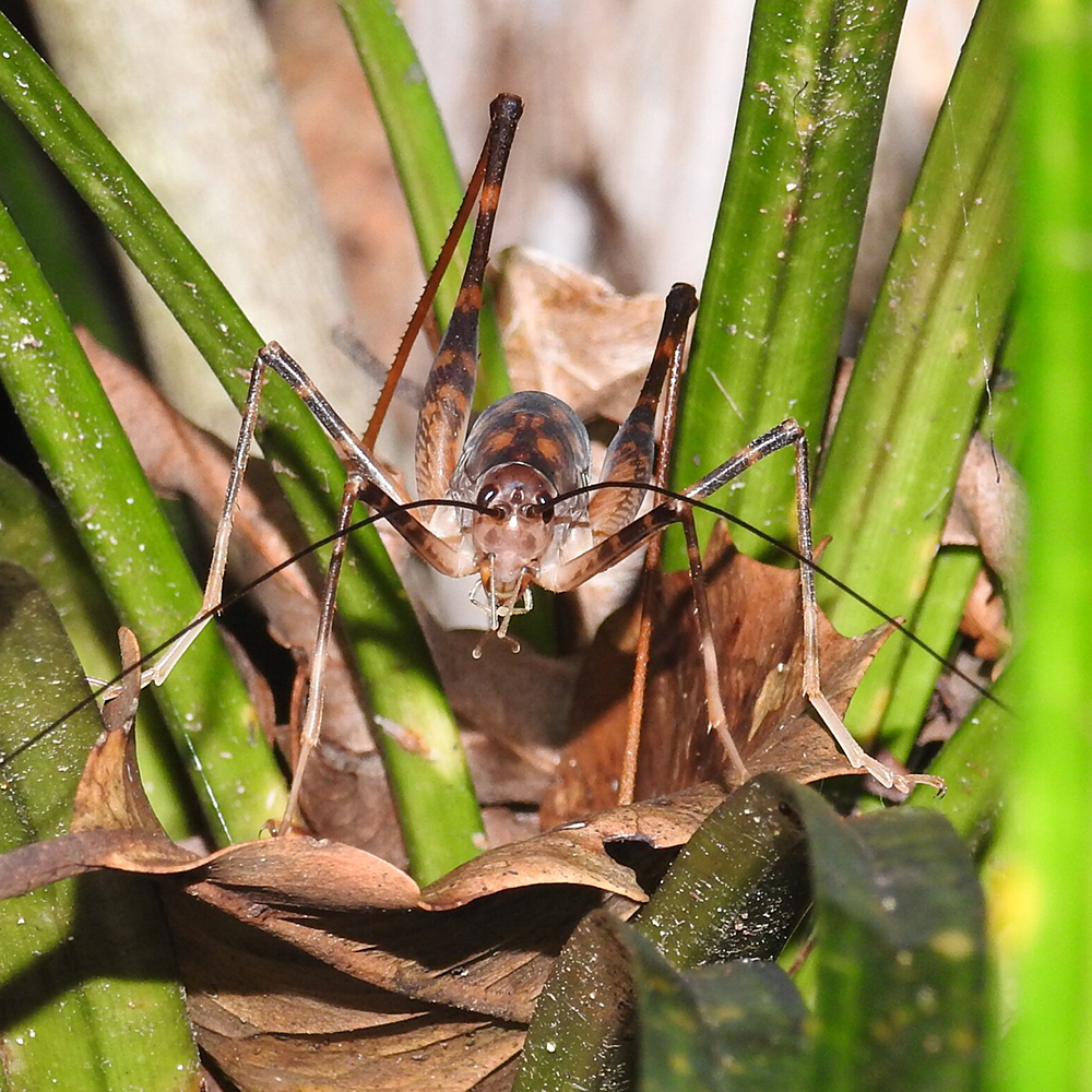 Mahakirau Forest Estate: Goldmine cave wētā  are aptly named, as they are often found on the walls and ceilings of abandoned gold mine tunnels.