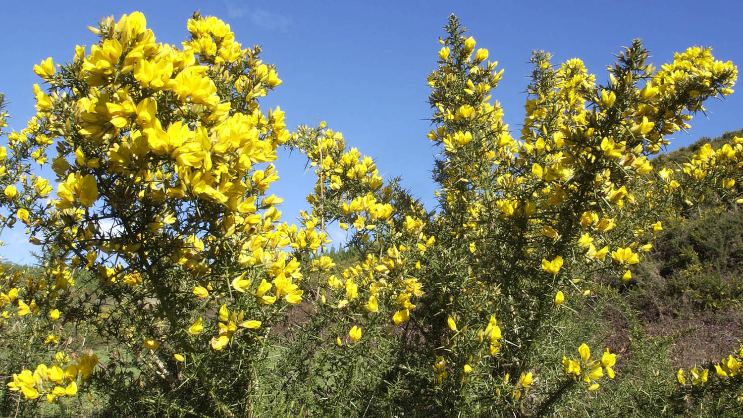 Image - Gorse