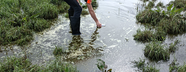 Waikato Regional Council officer sampling ponding of effluent in a paddock.