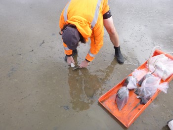 REMP sediment sampling